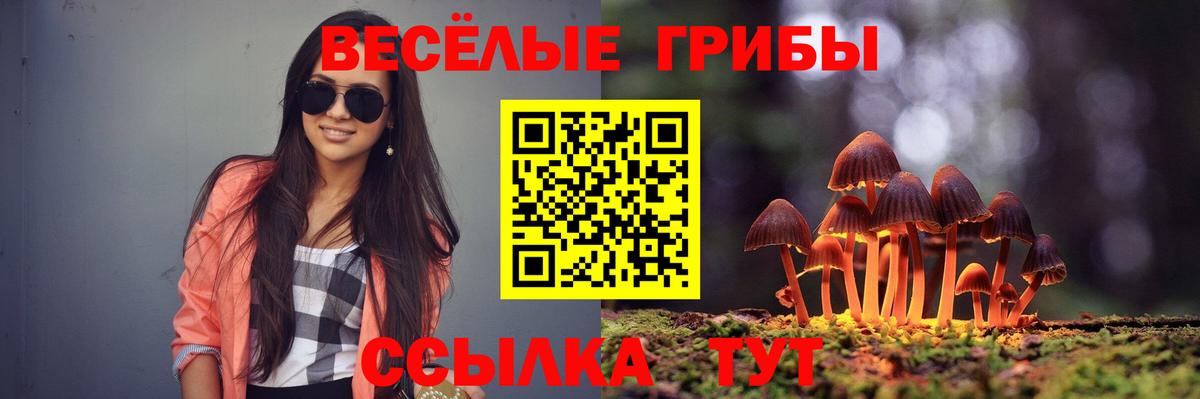 Галлюциногенные грибы Psilocybe Знаменск